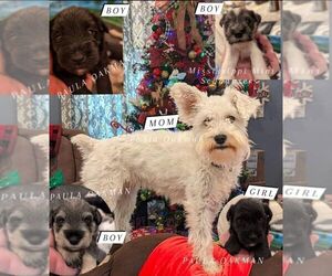 Schnauzer (Miniature) Litter for sale in EUPORA, MS, USA