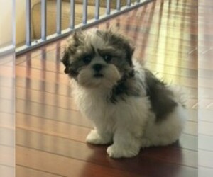 Shih Tzu Puppy for sale in SAINT CHARLES, MO, USA