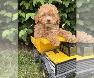 Poodle (Miniature) Puppy for sale in MIDDLEBURY, IN, USA