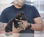 Small Photo #7 German Shepherd Dog Puppy For Sale in ALBUQUERQUE, NM, USA