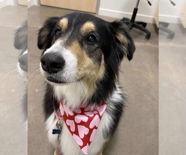 Medium Photo #5 Border Collie-Collie Mix Puppy For Sale in Pueblo West, CO, USA