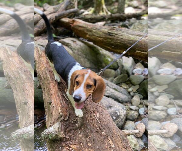 Medium Photo #2 Beagle Puppy For Sale in McKinney, TX, USA