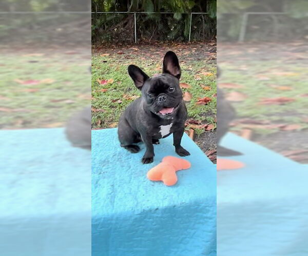 Medium Photo #3 French Bulldog Puppy For Sale in Weston, FL, USA