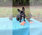 Small #2 French Bulldog