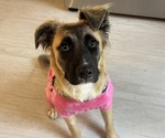 Small Golden Shepherd
