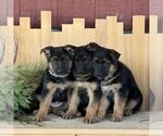 Small #1 German Shepherd Dog
