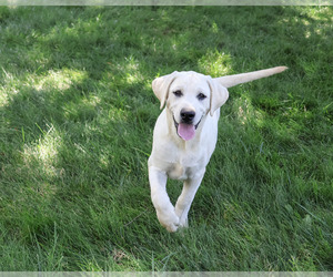 Labrador Retriever Puppy for sale in SYRACUSE, IN, USA