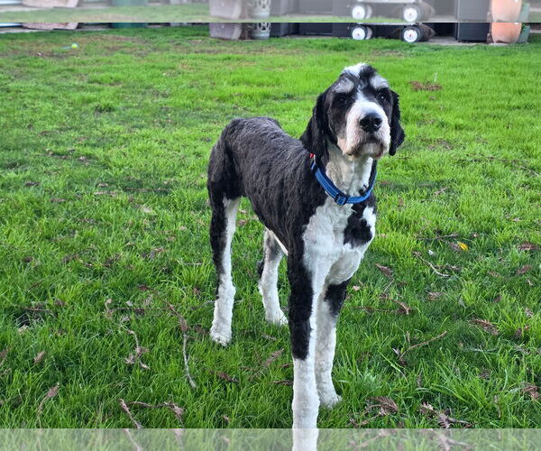 Medium Photo #2 Labrador Retriever Puppy For Sale in Clovis, CA, USA