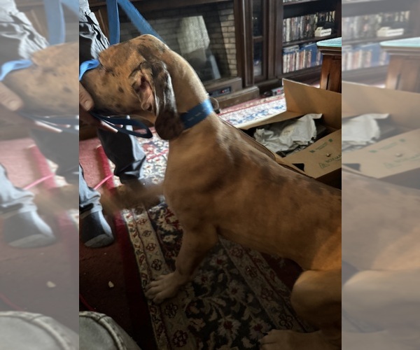 Medium Photo #13 Great Dane Puppy For Sale in ALIQUIPPA, PA, USA