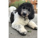 Small Photo #3 Labradoodle Puppy For Sale in RIDGEFIELD, WA, USA