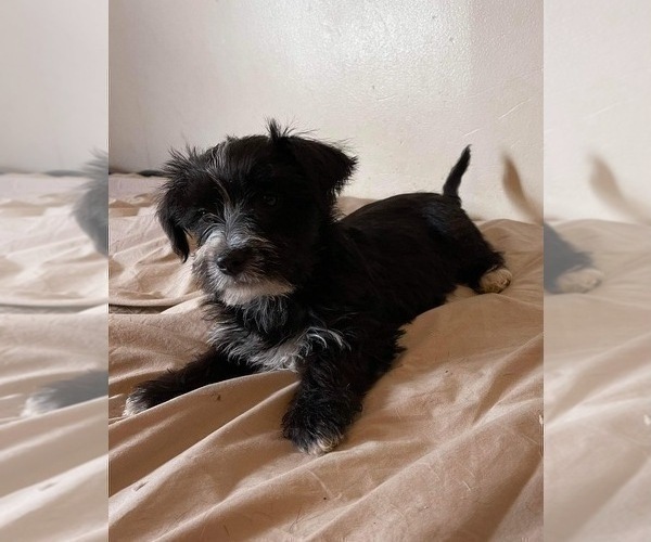 Medium Photo #4 Snorkie Puppy For Sale in HAMPTON, VA, USA