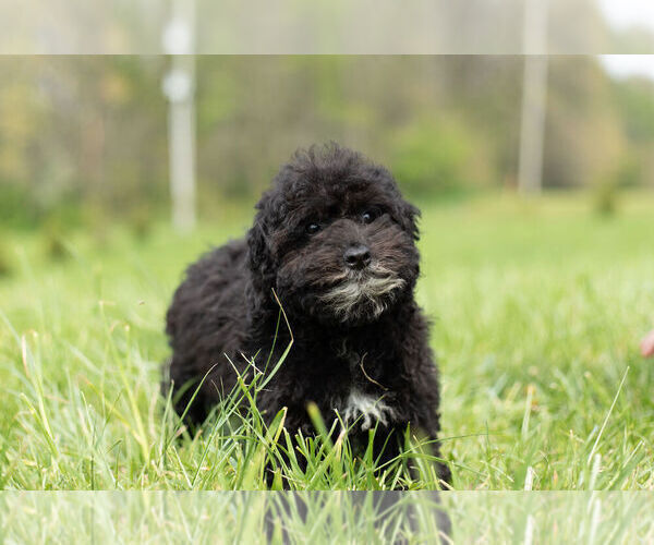 Medium Photo #8 Goldendoodle-Poodle (Miniature) Mix Puppy For Sale in WARSAW, IN, USA