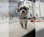 Small #3 Mutt