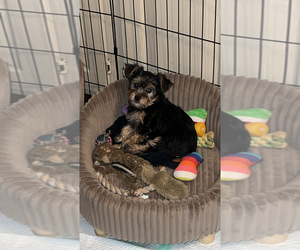 Yorkshire Terrier Puppy for sale in LABELLE, FL, USA