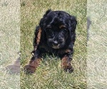 Puppy Gus Goldendoodle