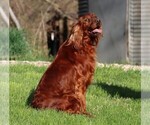 Small Photo #3 Irish Setter Puppy For Sale in JONES, MI, USA