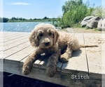 Small Photo #20 Goldendoodle Puppy For Sale in ALLENDALE, MI, USA
