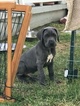 Small Photo #2 Great Dane Puppy For Sale in LIVERMORE, CA, USA