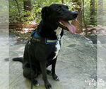 Small #1 Labrador Retriever Mix