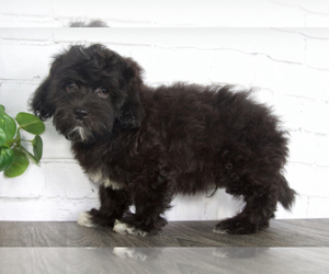 Shih-Poo Puppy for sale in RED LION, PA, USA