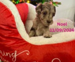 Puppy Noel Double Doodle