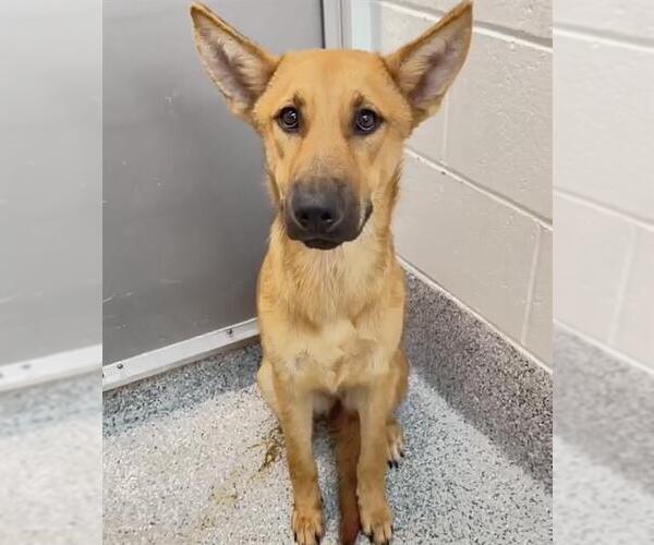 Medium Photo #2 German Shepherd Dog-Unknown Mix Puppy For Sale in Houston, TX, USA