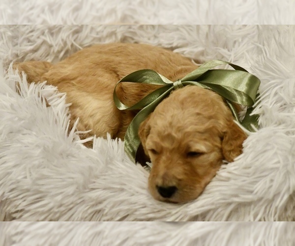 Medium Photo #5 Goldendoodle mix (+ Poodle Standard) Puppy For Sale in HATTIESBURG, MS, USA
