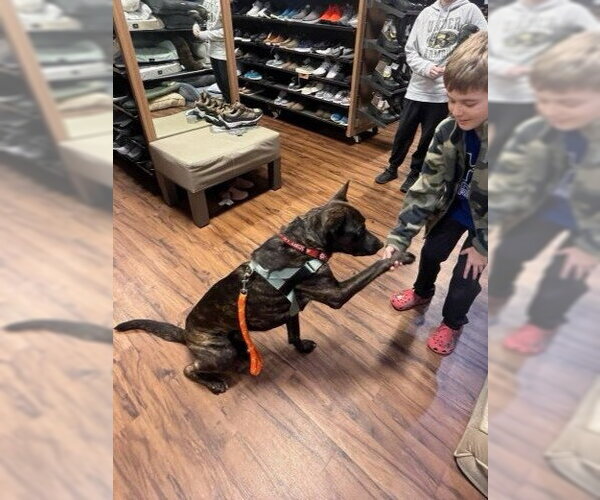 Medium Photo #1 Holland Shepherd Puppy For Sale in Derwood, MD, USA