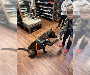 Holland Shepherd Dogs for adoption in Derwood, MD, USA