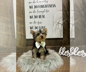 Yorkshire Terrier Puppy for sale in NAPPANEE, IN, USA