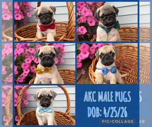 Pug Puppy for sale in ATHENS, WI, USA