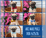 Image preview for Ad Listing. Nickname: AKC pug boys