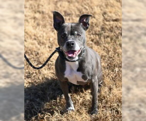 Medium Photo #8 Mutt Puppy For Sale in Glen Allen, VA, USA