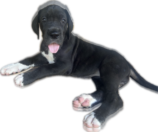 Medium Photo #2 Great Dane Puppy For Sale in WILLIS, TX, USA