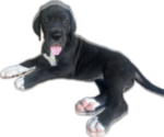 Flo - Female Great Dane Puppy for Sale - Photo #2