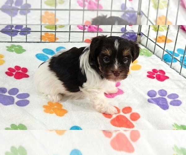 Medium Photo #5 Havashire Puppy For Sale in ORO VALLEY, AZ, USA