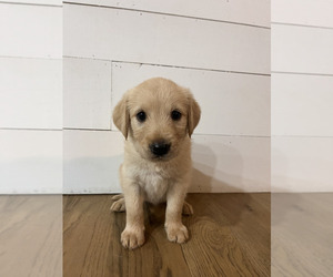 Double Doodle Puppy for sale in COLUMBIA, TN, USA