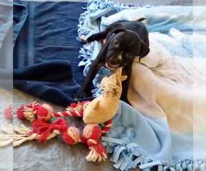 Gamora-in a foster home - Female Boxer-Unknown Mix Dog for Adoption - Photo #10