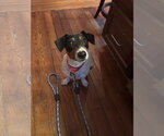 Small #7 Jack Russell Terrier