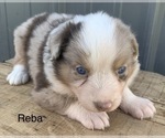 Small Photo #12 Australian Shepherd Puppy For Sale in LYNN, IN, USA