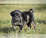 Small #2 Pug