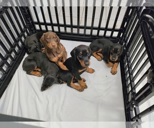 Doberman Pinscher Dogs for adoption in DAVENPORT, FL, USA