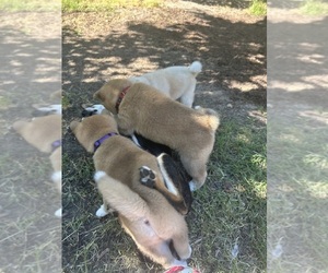 Shiba Inu Litter for sale in ELIZABETH CITY, NC, USA
