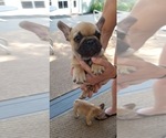 Small Photo #1 French Bulldog Puppy For Sale in LOUISVILLE, CO, USA