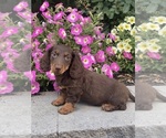 Small Dachshund
