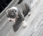 Puppy Puppy 2 American Bully