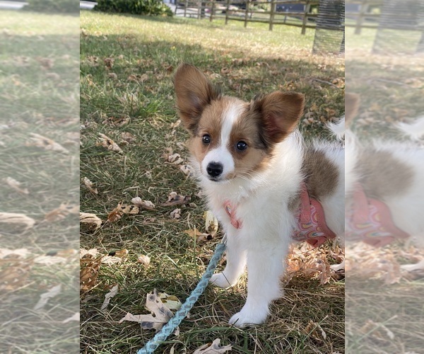 Medium Photo #5 Papillon Puppy For Sale in CANOGA, NY, USA