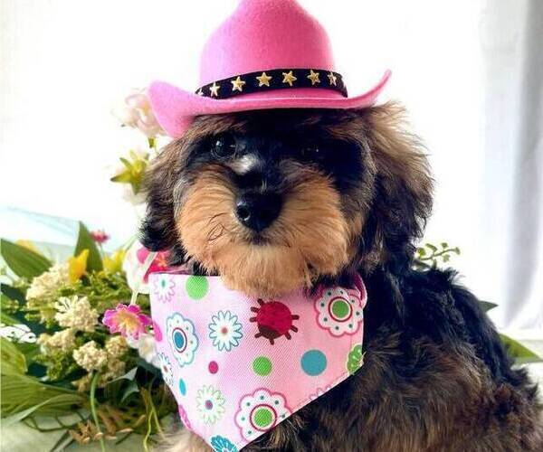 Medium Photo #4 Schnoodle (Miniature) Puppy For Sale in SYLVANIA, GA, USA