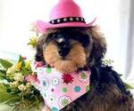 Small #2 Schnoodle (Miniature)