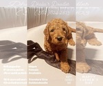 Puppy Maple Lavender Goldendoodle